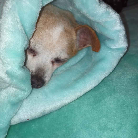 ♡ Rest in peace Buddy ♡ - Picture 10 of 15